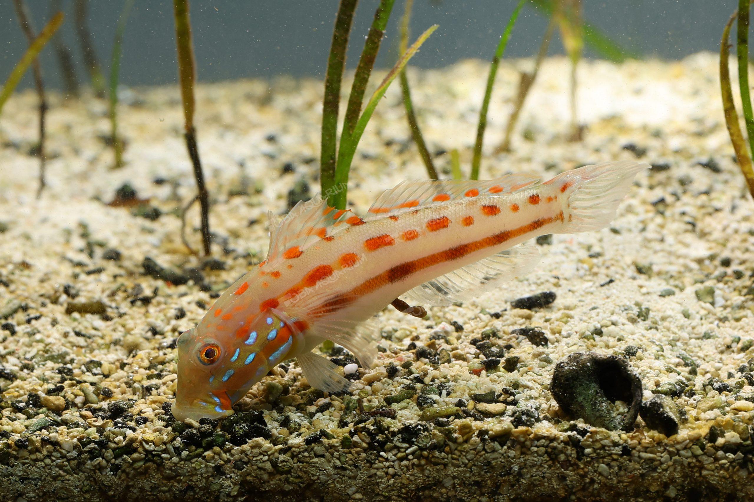 オトメハゼ3-5cm±３匹セット(A-2632) 海水魚 サンゴ 生体 がっつく